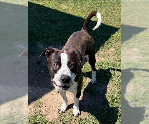 Medium Photo #1 Mutt Puppy For Sale in Conroe, TX, USA