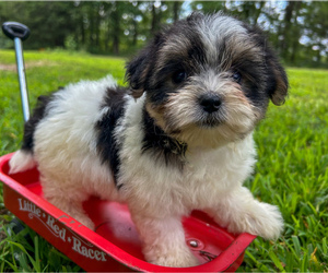 Morkie Puppy for sale in WINSLOW, AR, USA