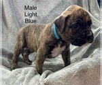 Puppy Puppy 5 Boxer
