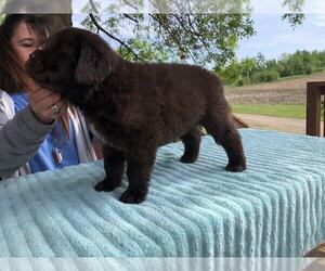 Newfoundland Puppy for sale in LADYSMITH, WI, USA