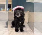 Small #8 F2 Aussiedoodle