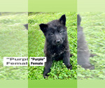 Small Photo #2 German Shepherd Dog Puppy For Sale in SALUDA, SC, USA