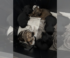 Chiweenie Puppy for Sale in ROANOKE, Virginia USA
