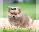 Small Photo #58 Pomeranian Puppy For Sale in WARSAW, IN, USA