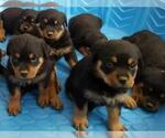 Small #5 Rottweiler