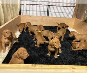 Vizsla Litter for sale in COOL, CA, USA