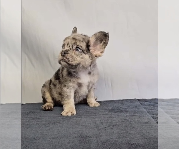 Medium Photo #8 French Bulldog Puppy For Sale in PHOENIX, AZ, USA