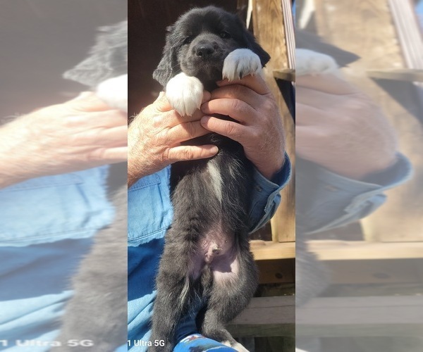 Medium Photo #26 Great Bernese-Poodle (Standard) Mix Puppy For Sale in JONESVILLE, VA, USA