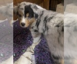 Puppy Glacier Australian Shepherd