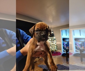 Boxer Puppy for sale in BELLEFONTAINE, OH, USA