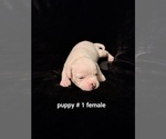 Small Photo #2 American Bulldog Puppy For Sale in INDEPENDENCE, MO, USA