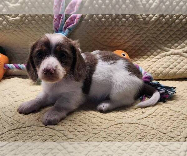 Medium Photo #9 Dachshund Puppy For Sale in AIKEN, SC, USA