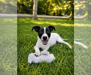 Jiminy - Male Labrador Retriever-Unknown Mix Dog for Adoption - Photo #8