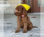 Small Photo #5 Goldendoodle Puppy For Sale in WOLCOTT, IN, USA