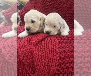 English Cream Golden Retriever Puppy for sale in Normandy, TN, USA