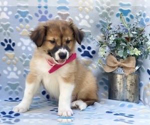 Border Collie Puppy for sale in LANCASTER, PA, USA