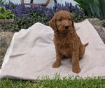 Puppy Victoria Irish Doodle
