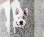 Small Photo #3 American Staffordshire Terrier-Unknown Mix Puppy For Sale in Jefferson, WI, USA