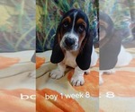 Small #1 Basset Hound