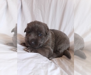 German Shepherd Dog Puppy for sale in LITCHFIELD, MI, USA