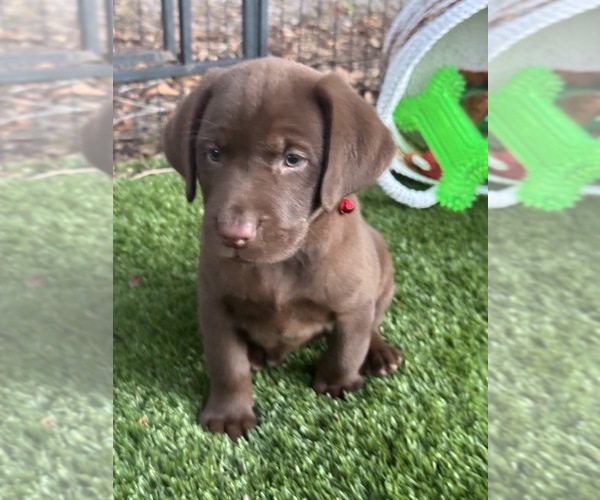 Medium Photo #2 Labrador Retriever Puppy For Sale in SPRING HILL, FL, USA