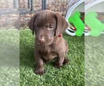 Small #1 Labrador Retriever