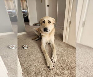 Anatolian Shepherd-Great Pyrenees Mix Dogs for adoption in Higley, AZ, USA