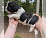 Puppy Dolly English Springer Spaniel
