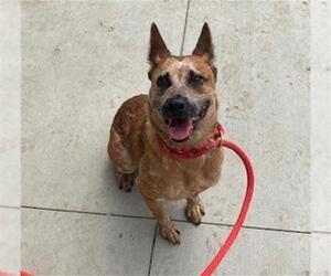 Mutt Dogs for adoption in Orange, CA, USA