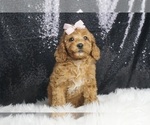 Puppy Cora AKC Poodle (Toy)