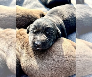 Labrador Retriever Puppy for sale in HELENVILLE, WI, USA