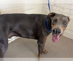 Small Doberman Pinscher