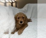 Small Photo #5 Golden Retriever Puppy For Sale in JACKSONVILLE, FL, USA