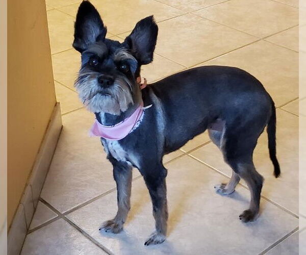 Medium Photo #1 Mutt Puppy For Sale in Miami, FL, USA