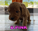 Puppy D Pink Goldendoodle