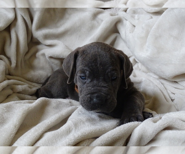 Medium Photo #6 Cane Corso Puppy For Sale in SAN ANTONIO, TX, USA