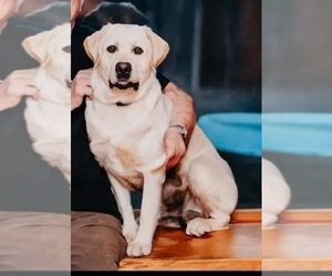 Father of the Labrador Retriever puppies born on 04/14/2025