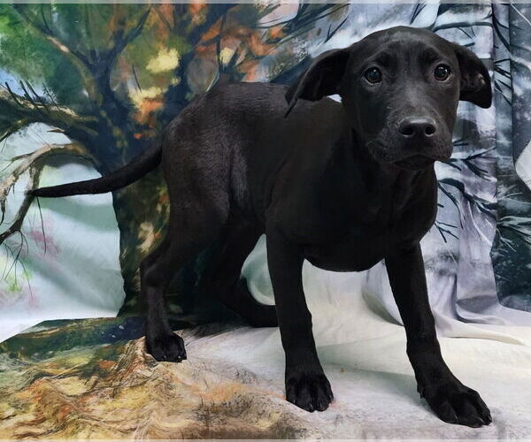 Medium Photo #2 Bulldog-Labrador Retriever Mix Puppy For Sale in Wetumpka, AL, USA