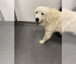 Small #2 Great Pyrenees Mix