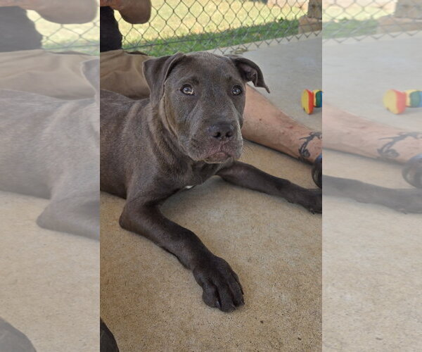 Medium Photo #4 Mutt Puppy For Sale in Rustburg, VA, USA