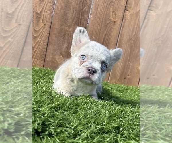 Medium Photo #8 French Bulldog Puppy For Sale in MANCHESTER, NH, USA