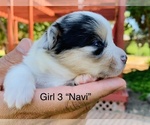 Small Photo #7 Australian Shepherd-Pembroke Welsh Corgi Mix Puppy For Sale in CENTRAL POINT, OR, USA