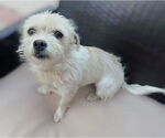Small Cairn Terrier