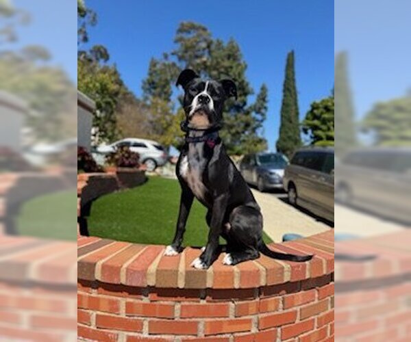 Medium Photo #10 American Staffordshire Terrier-Boxer Mix Puppy For Sale in San Juan Capistrano, CA, USA
