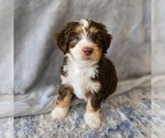 Small #4 Aussiedoodle Miniature -Miniature Bernedoodle Mix