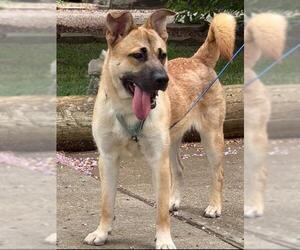 Labrador Retriever Dogs for adoption in Pasadena, TX, USA