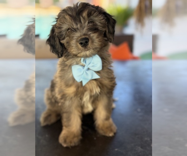 Medium Photo #1 Aussiedoodle Miniature  Puppy For Sale in MENIFEE, CA, USA