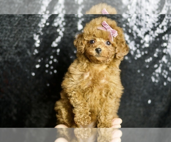Medium Photo #3 Poodle (Miniature) Puppy For Sale in WARSAW, IN, USA