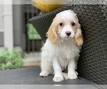 Small Photo #6 Cavachon Puppy For Sale in HOUSTON, TX, USA