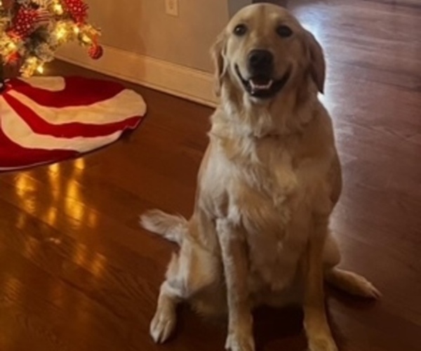 Medium Photo #1 Golden Retriever Puppy For Sale in FLORENCE, SC, USA